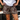 LEOPARD SHORTS